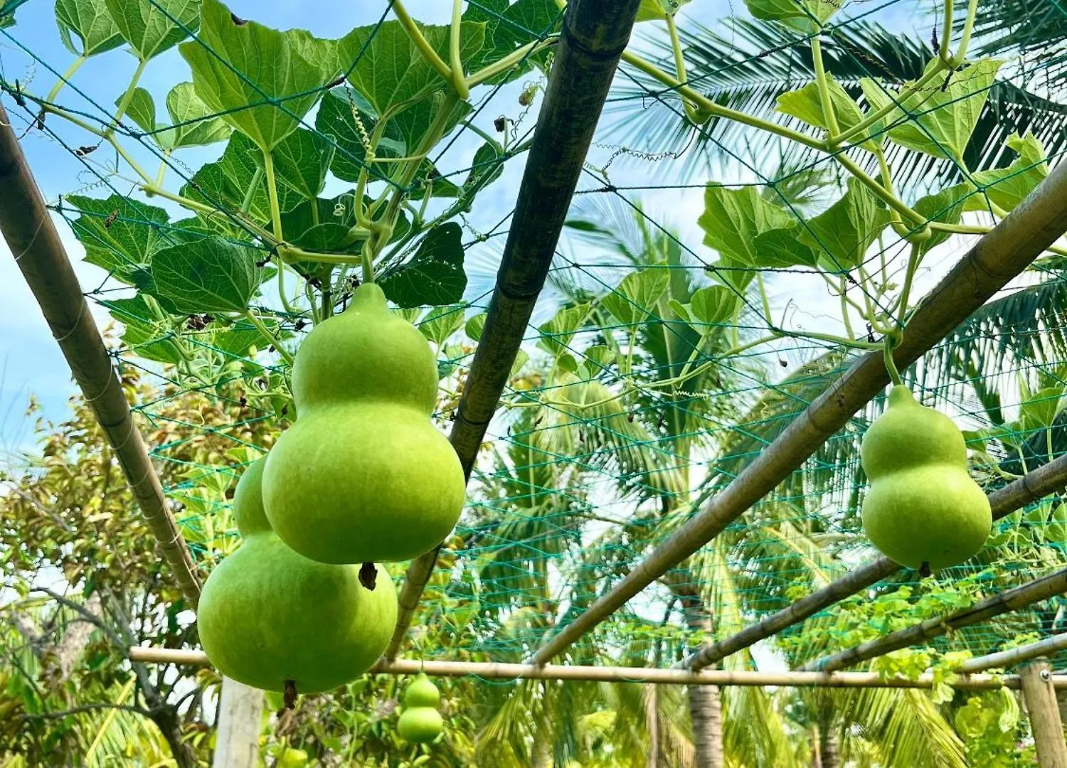 Enso Retreat Hoi An - Rediscovery & Serenity אתר נופש